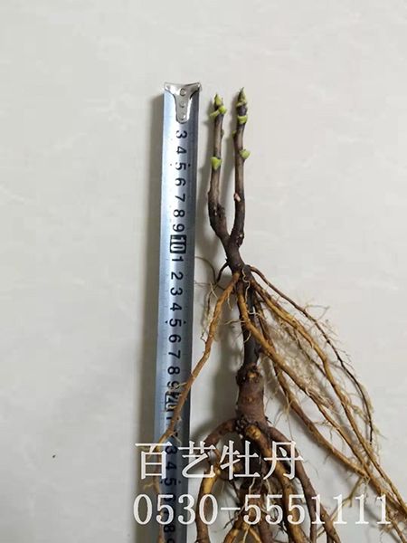 澳门官方直营威尼斯两年嫁接苗
