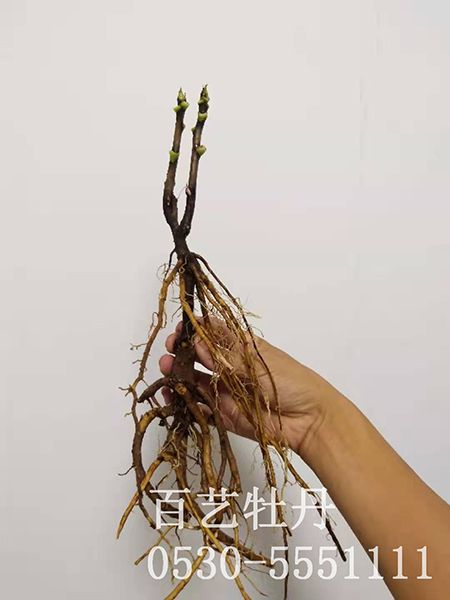 澳门官方直营威尼斯两年嫁接苗