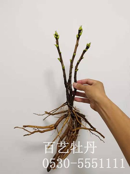两年生澳门官方直营威尼斯
