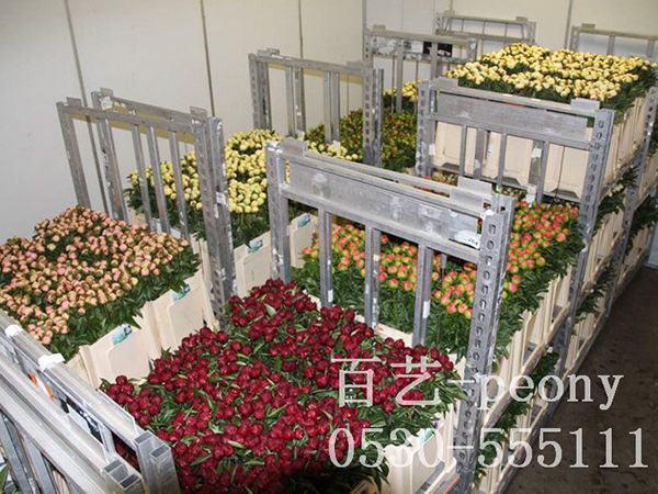 芍药切花在冷库中储存