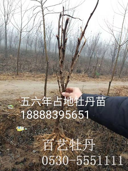 占地澳门官方直营威尼斯首页