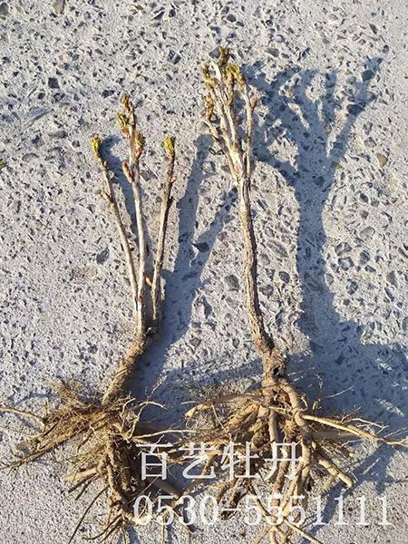 占地澳门官方直营威尼斯首页
