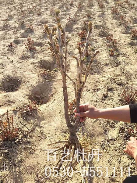占地澳门官方直营威尼斯首页