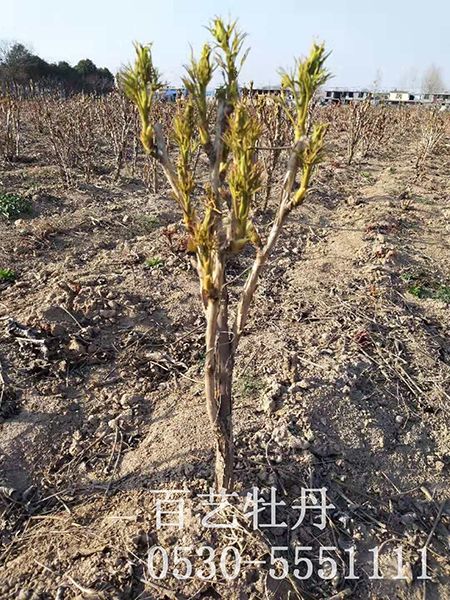 占地澳门官方直营威尼斯首页