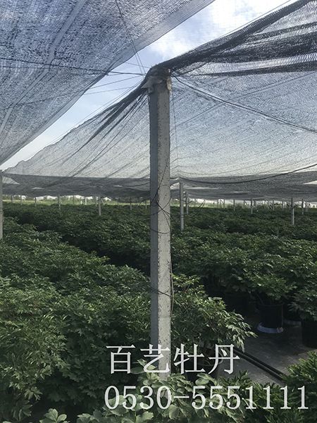 盆栽澳门官方直营威尼斯首页基地