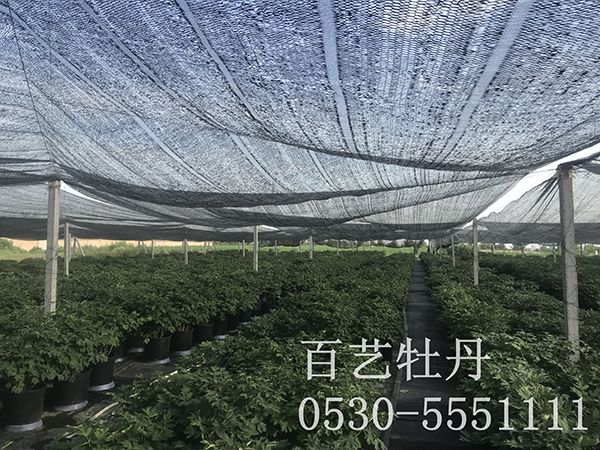 盆栽澳门官方直营威尼斯首页基地