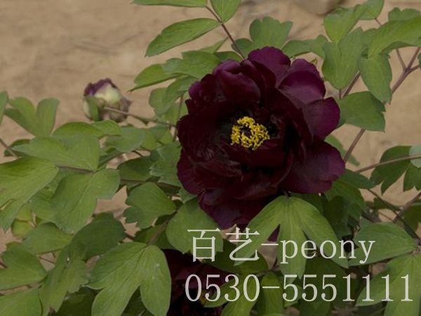 黑花魁澳门官方直营威尼斯首页