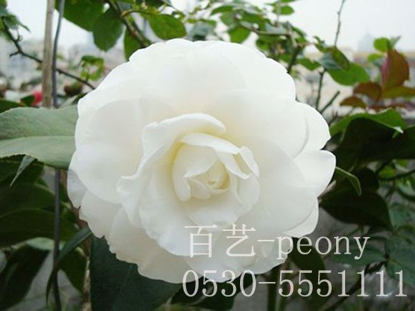 雪塔澳门官方直营威尼斯首页