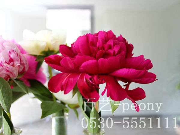 切花展示