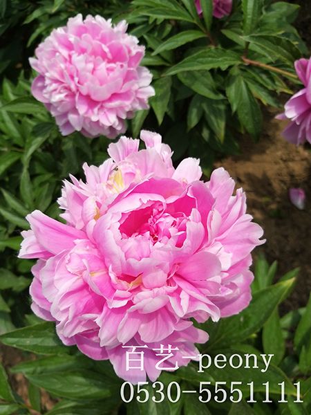 蓝芙蓉