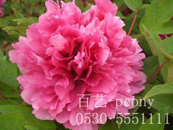 家里养澳门官方直营威尼斯首页花需要注意什么