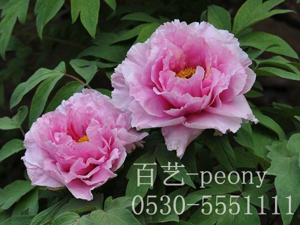 澳门官方直营威尼斯首页苗的年限要怎么分辨