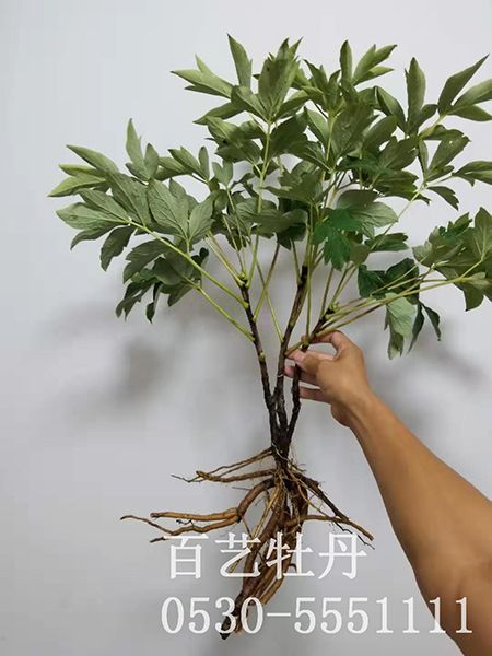 如何给油用澳门官方直营威尼斯首页苗育苗