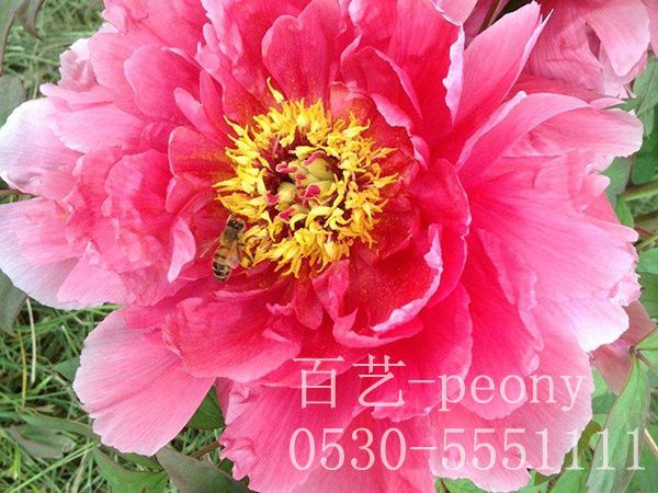 澳门官方直营威尼斯首页苗催花有哪些技术要领