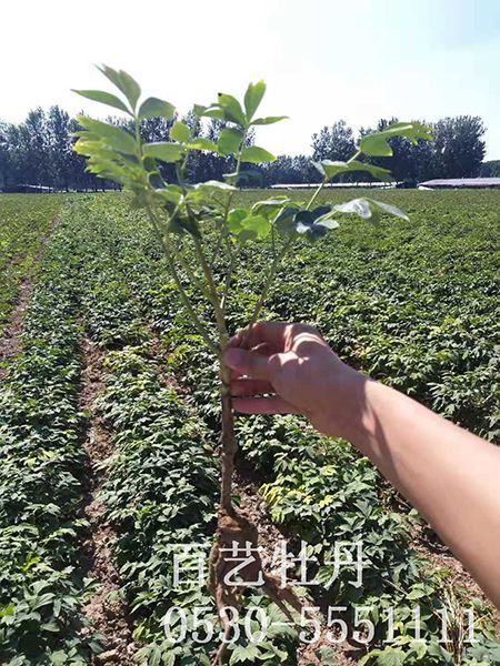 油用澳门官方直营威尼斯首页苗的根部病虫害有哪些