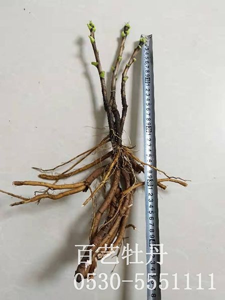 澳门官方直营威尼斯首页苗是怎么栽培的